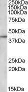 Anti-APOL3 Antibody (A82668) (1 µg/ml) staining of DAUDI lysate (35 µg protein in RIPA buffer) Primary incubation was 1 hour Detected by chemiluminescence