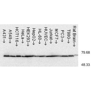 Anti-HSP70 Mouse Monoclonal Antibody [clone: C92F3A-5]