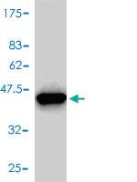 Anti-FKBP1A Mouse Monoclonal Antibody [clone: 1E5-A12]