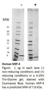 Human recombinant MIP-4/CCL18 (from <i>E. coli</i>)