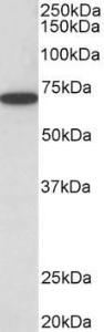 Anti-HDAC1 Antibody (A84192) (05 µg/ml) staining of HeLa lysate (35 µg protein in RIPA buffer) Primary incubation was 1 hour Detected by chemiluminescence