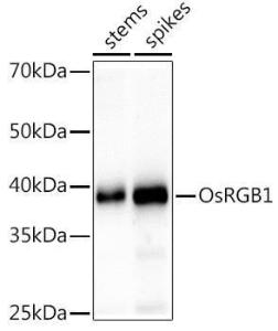 Antibody A309836-100 100 µl