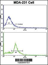 Anti-UMOD Rabbit Polyclonal Antibody