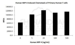 Human recombinant MIP-4/CCL18 (from <i>E. coli</i>)