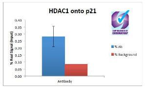 ChIP of 2 µg Anti-HDAC1 Antibody (A84192) with 1ug MCF7 chromatin using the Chromatrap® spin column sonication kit (Protein G) measuring H3 enrichment onto the p21 locus