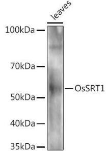 Western blot analysis of extracts of various tissues from the japonica rice (Oryza sativa L ) variety Zhonghua 11, using Anti-SRT1 Antibody (A309837) at 1:1,000 dilution