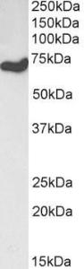 Anti-HDAC1 Antibody (A84192) (01 µg/ml) staining of NIH3T3 lysate (35 µg protein in RIPA buffer) Primary incubation was 1 hour Detected by chemiluminescence