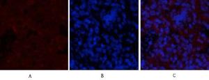 Antibody anti-GSK3 beta phospho SER9