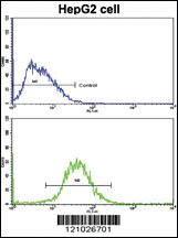 Anti-FTH1 Rabbit Polyclonal Antibody