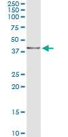 Anti-NDN Mouse Monoclonal Antibody [clone: 2G8]