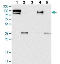 Anti-CGN Rabbit Polyclonal Antibody