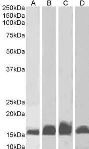 Antibody anti-AIF1 A82670-100 100 µg