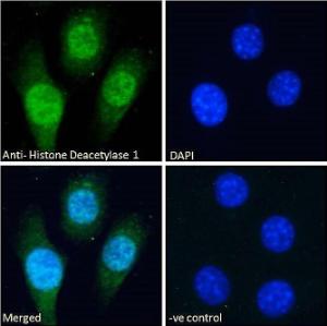 Anti-HDAC1 Antibody (A84192) - Immunofluorescence analysis of paraformaldehyde fixed NIH3T3 cells, permeabilized with 015% Triton Primary incubation 1hr (10 µg/ml) followed by Alexa Fluor 488 secondary antibody (2 µg/ml), showing nuclear staining