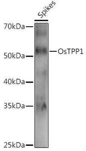 Anti-TPP1 Rabbit Polyclonal Antibody