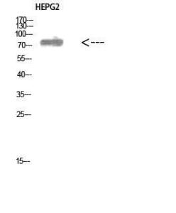 Western blot analysis of HEPG2 cells using Anti-ALB Antibody