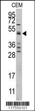 Anti-CASP9 Rabbit Polyclonal Antibody