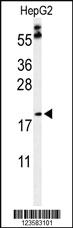 Anti-NTN3 Rabbit Polyclonal Antibody