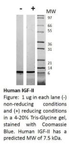 Human recombinant IGF-II (from <i>E. coli</i>)