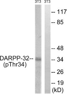 Western blot analysis of lysates from NIH/3T3 cells treated with PMA 125ng/ml 30' using Anti-DARPP-32 (phospho Thr34) Antibody. The right hand lane represents a negative control, where the antibody is blocked by the immunising peptide.