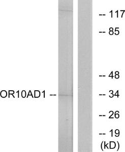 Western blot analysis of lysates from HeLa cells using Anti-OR10AD1 Antibody The right hand lane represents a negative control, where the antibody is blocked by the immunising peptide