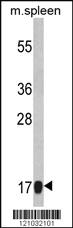 Anti-TNF Rabbit Polyclonal Antibody