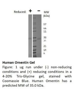 Human recombinant Omentin (from <i>E. coli</i>)