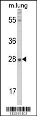 Anti-FGF10 Rabbit Polyclonal Antibody