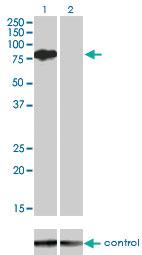 Anti-BMP2K Mouse Monoclonal Antibody [clone: X1]