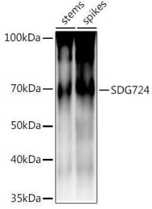 Western blot analysis of extracts of various tissues from the japonica rice (Oryza sativa L