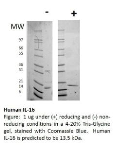 Human recombinant IL-16 (from <i>E. coli</i>)