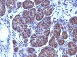 Immunohistochemical analysis of formalin-fixed, paraffin-embedded human pancreas using Anti-GLG1 Antibody [GLG1/970]