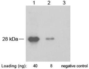 Anti-SNAP-tag Rabbit Polyclonal Antibody