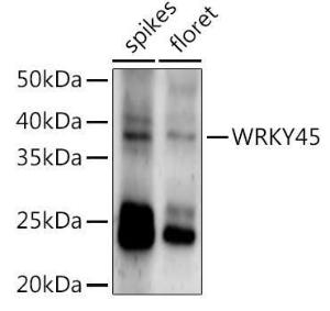 Western blot analysis of extracts of various tissues from the japonica rice (Oryza sativa L))