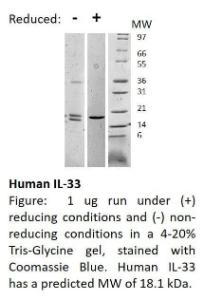 Human recombinant IL-33 (from <i>E. coli</i>)