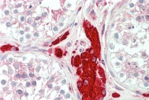 Anti-PGRMC1 Antibody (A84196) (5 µg/ml) staining of paraffin embedded Human Testis. Steamed antigen retrieval with citrate buffer pH 6, AP-staining