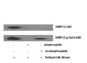 Western blot analysis of various cells using Anti-DARPP-32 (phospho Thr34) Antibody