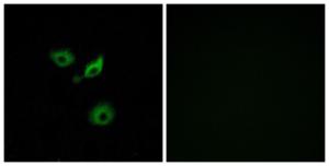 Immunofluorescence analysis of A549 cells using Anti-OR10AD1 Antibody The right hand panel represents a negative control, where the antibody was pre-incubated with the immunising peptide