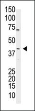 Anti-POU5F1 Rabbit Polyclonal Antibody