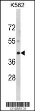 Anti-LUC7L Rabbit Polyclonal Antibody