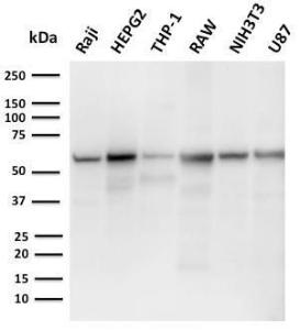 Western blot analysis of Raji, HepG2, THP-1, RAW, NIH3T3, and U87 cell lysates using Anti-PD-L2 Antibody [PDL2/2676]