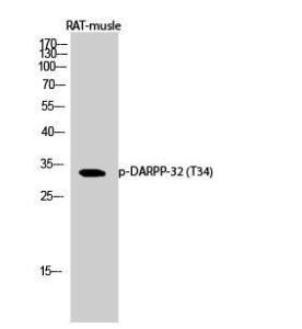 Western blot analysis of rat musle cells using Anti-DARPP-32 (phospho Thr34) Antibody