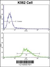 Anti-LUC7L Rabbit Polyclonal Antibody