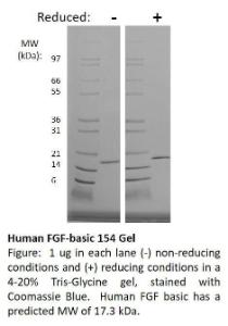 Human FGF-basic 154