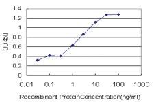 Anti-BMP2K Mouse Monoclonal Antibody [clone: X1]