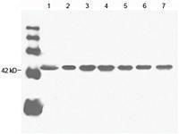 Anti-ACTB Mouse Monoclonal Antibody