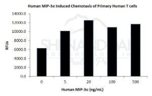 Human recombinant MIP-3 alpha/CCL20 (from <i>E. coli</i>)