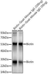 Western blot analysis of extracts of various cell lines, using Anti-Biotin Antibody [ARC50706] (A309842) at 1:1,000 dilution. The secondary antibody was Goat Anti-Rabbit IgG H&L Antibody (HRP) at 1:10,000 dilution.