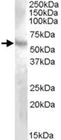 Anti-DMP1 Goat Polyclonal Antibody