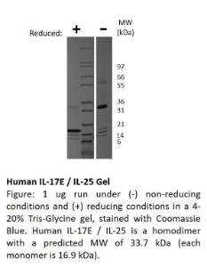 Human recombinant IL-17E/IL-25 (from <i>E. coli</i>)