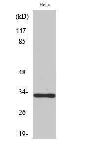 Western blot analysis of various cells using Anti-OR10AD1 Antibody